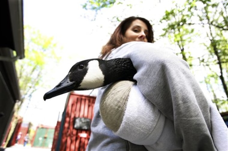 Raptor Trust worker Kristi Ward carries a Canada goose under her arm wrapped in a towel in Millington, N.J. The goose was released back into the wild after rehabilitation from an arrow wound. 